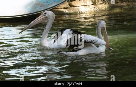 Deux pélicans australiens (Pelecanus oscillatus) à Sydney, Nouvelle-Galles du Sud, Australie (photo de Tara Chand Malhotra) Banque D'Images