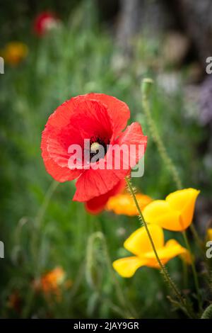 Un coquelicot rouge au printemps, le coeur de la fleur, avec des coquelicots de Californie en arrière-plan Banque D'Images