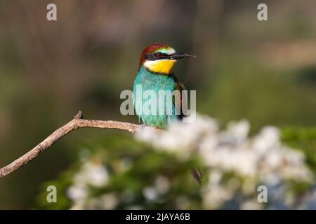 un bel oiseau de paradis se trouve sur une branche fleurie Banque D'Images