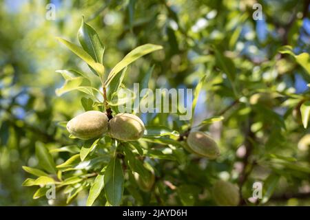 Jeunes amandes vertes fraîches poussant sur une branche de l'arbre Banque D'Images