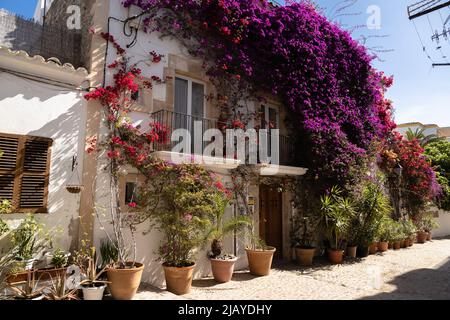 Rue dans le vieux bas d'Ibiza avec fleurs, bougainvilliers rose, Espagne Banque D'Images