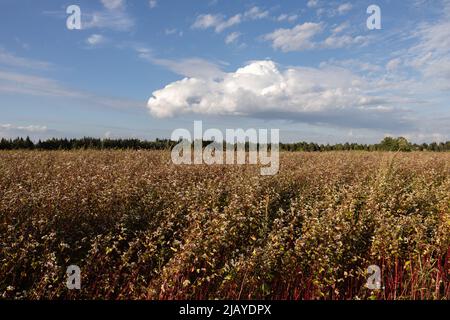 Champ de sarrasin fleuri en août, ciel nuageux Banque D'Images