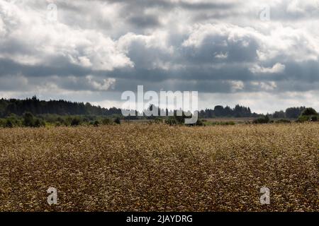 Champ de sarrasin fleuri en août, ciel nuageux Banque D'Images