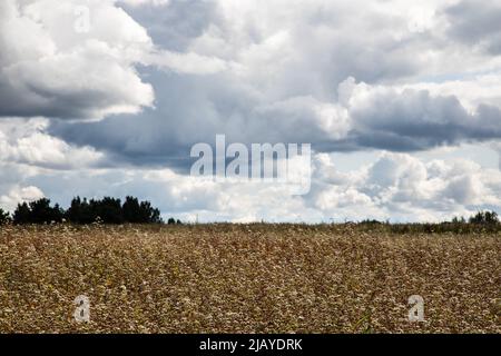 Champ de sarrasin fleuri en août, ciel nuageux Banque D'Images