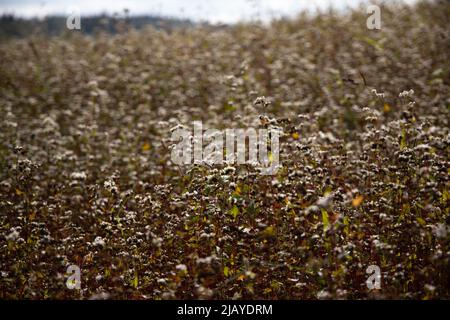 Champ de sarrasin fleuri en août, ciel nuageux Banque D'Images