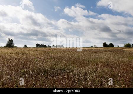 Champ de sarrasin fleuri en août, ciel nuageux Banque D'Images