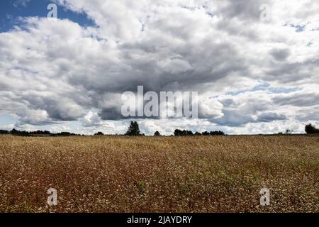 Champ de sarrasin fleuri en août, ciel nuageux Banque D'Images