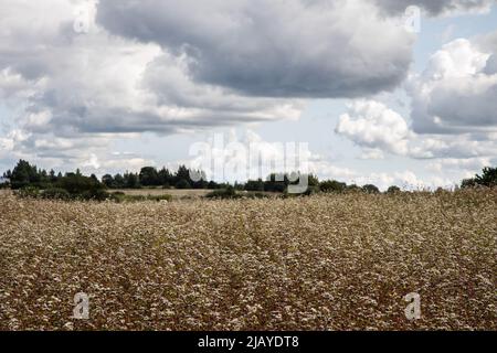 Champ de sarrasin fleuri en août, ciel nuageux Banque D'Images