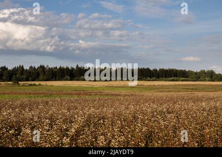 Champ de sarrasin fleuri en août, ciel nuageux Banque D'Images