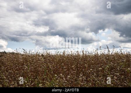 Champ de sarrasin fleuri en août, ciel nuageux Banque D'Images