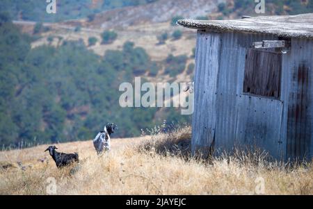 Dépeuplement rural à Chypre. Ruines de village abandonné utilisé pour garder des chèvres domestiques Banque D'Images