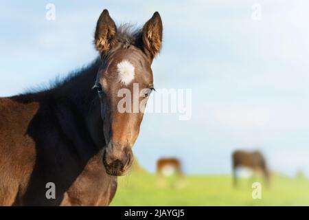 La tête foale est un gros plan. Portrait d'un Colt pur-sang dans un pré. Pâturage un jour ensoleillé d'été. Arrière-plan d'été Banque D'Images