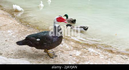 Face rouge d'un canard de Muscovy avec d'autres canards blancs près de l'étang. Banque D'Images