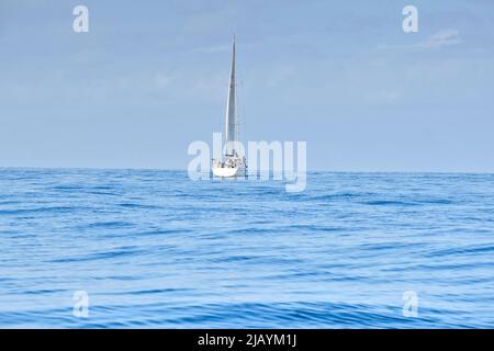 Excursions d'observation des baleines et des dauphins à Ténérife, dans les îles Canaries Banque D'Images