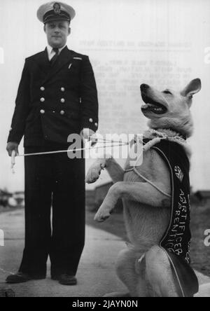 Chien de mer allemand dans la marine britannique -- Carl, dans son uniforme naval, avec l'officier de Petty John Trader Horn. Lamport Vale Rinty, 125 rounds d'alsacien blanc pur, n'était pas heureux dans la vie civile. La seule fois qu'il était vraiment heureux était quand trois marins environ. Ainsi son propriétaire s'est soumis à l'inévitable et lui a donné à la Marine britannique comme une mascotte. La base côtière Rader-Electrical H.M.S. Collingwood a adopté Rinty, l'a rebaptisé Carl et demande qu'il soit officiellement mis sur la force de la Royal Navy. 16 mai 1955. (Photo de Paul Popper, Paul Popper Ltd.). Banque D'Images