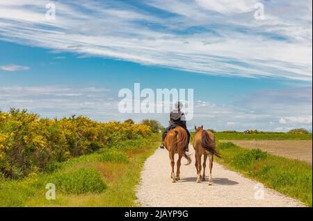 Une femme à cheval. Dressage de la femme à cheval dans le parc. Sportif équestre. Photo de rue, sélection, éditorial-29 mai,2022-Vancouve Banque D'Images