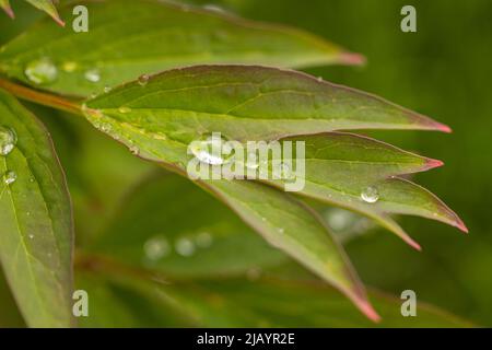 Vue macro des gouttes de pluie sur les feuilles de pivoine vertes après la pluie. Banque D'Images