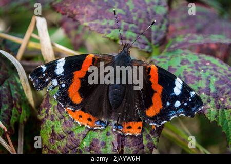 Un papillon amiral rouge (Vanessa atalanta) au repos sur des feuilles marbrées. Prise d'oreille Penshaw, Sunderland, Tyne & Wear, Royaume-Uni Banque D'Images