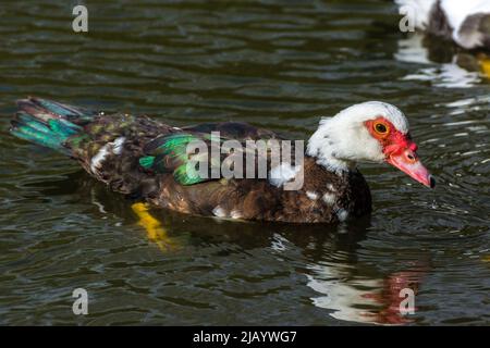 Un canard musqué (Cairina moschata) nageant. Pris dans un étang près de Penshaw, Tyne & Wear, Royaume-Uni. Banque D'Images