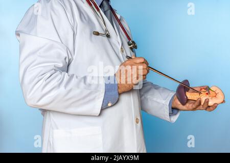 médecin méconnaissable pointant vers un pancréas et une rate d'un modèle anatomique Banque D'Images