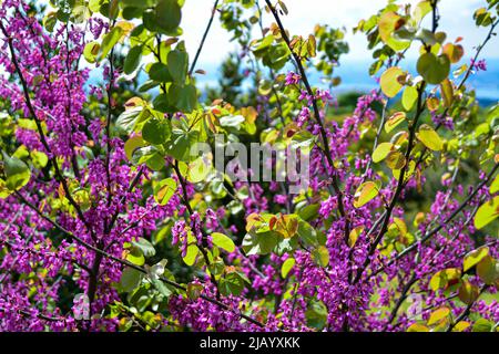 Les arbres et les abeilles du Redbud (bourgeon rouge) en mai à Istanbul Banque D'Images