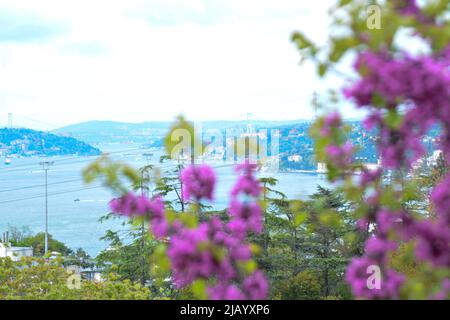 Les arbres et les abeilles du Redbud (bourgeon rouge) en mai à Istanbul Banque D'Images