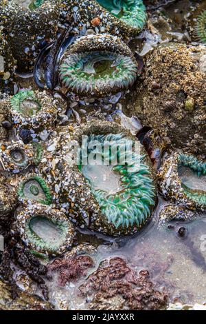 Un groupe d'anémones verts géants (Anthopleura xanthogrammica) dans un tidepool rocheux sur la côte de l'Oregon des États-Unis. Banque D'Images