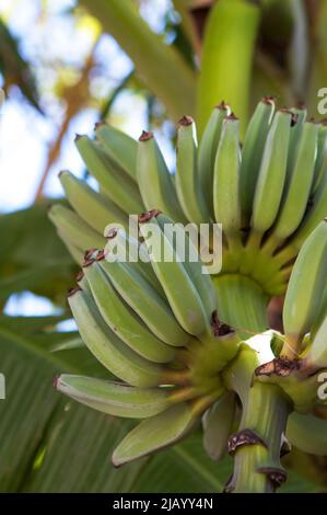 Des petits pains de bananes vertes poussant sur un arbre sous les tropiques. Banque D'Images