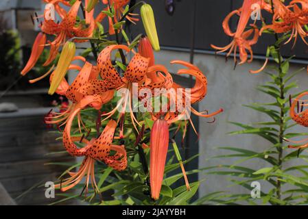 Fleurs orange fantastiques d'un lys de tigre dans un jardin ensoleillé de printemps à Ottawa, Ontario, Canada. Banque D'Images