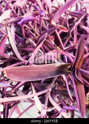 Une plante de coeur pourpre, Tradescantia pallida Banque D'Images