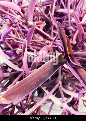 Une plante de coeur pourpre, Tradescantia pallida Banque D'Images