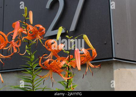 Fleurs orange fantastiques d'un lys de tigre dans un jardin ensoleillé de printemps à Ottawa, Ontario, Canada. Banque D'Images