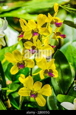 Orchidées pourpre jaune feuilles vertes Waikiki Honolulu Hawaii les orchidées pourpre jaune poussent à Hawaï et sont utilisées dans leis. Banque D'Images