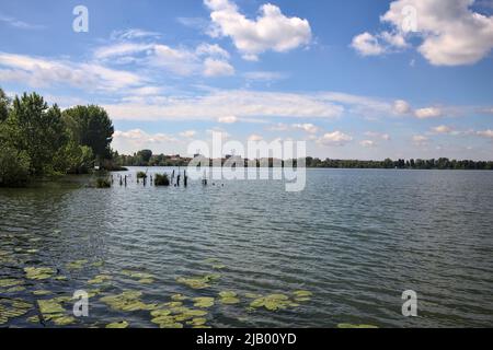 Bosquet au bord du lac avec des nénuphars sur l'eau par une journée ensoleillée Banque D'Images