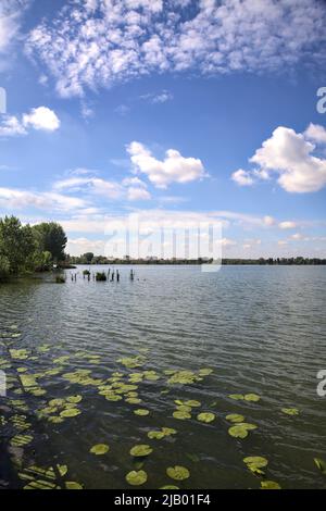 Bosquet au bord du lac avec des nénuphars sur l'eau par une journée ensoleillée Banque D'Images