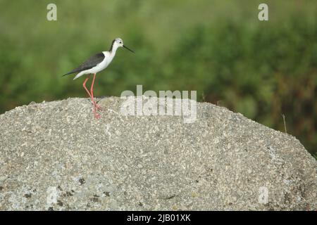 Mâle à ailes noires (Himantopus himantopus) sur un rocher, Los Barruecos, Extremadura, Espagne Banque D'Images