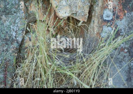 Bunkting de roche (Emberiza cia) en nid à Monfragüe, Extremadura, Espagne Banque D'Images