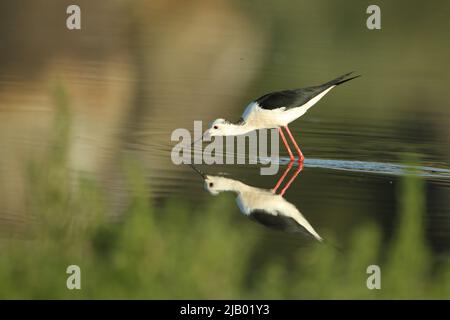 Mâle à ailes noires (Himantopus himantopus), fourrager à Los Barruecos, Extremadura, Espagne Banque D'Images