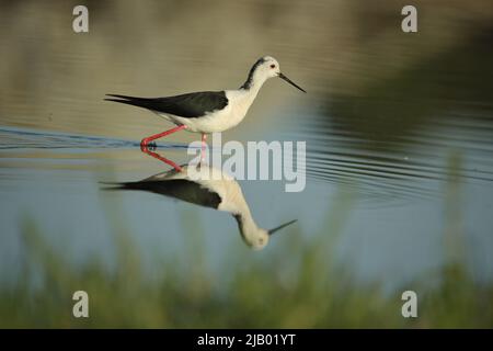 Mâle à ailes noires (Himantopus himantopus) dans l'eau à Los Barruecos, Extremadura, Espagne Banque D'Images