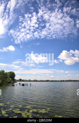 Bosquet au bord du lac avec des nénuphars sur l'eau par une journée ensoleillée Banque D'Images