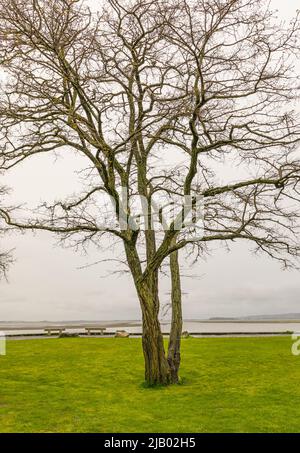 Un arbre près de la mer. Un arbre solitaire sur la plage, le jour de printemps couvert au Canada. Photo de voyage, mise au point sélective. Banque D'Images