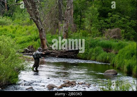 Une personne de pêche à la mouche dans un petit ruisseau dans la nature sauvage des montagnes Adirondack, NY, USA Banque D'Images