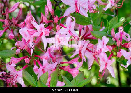 Fleurs d'azalée roses, Rhododendron périclymenoides, en croissance sauvage dans les montagnes Adirondack, NY sauvage Banque D'Images