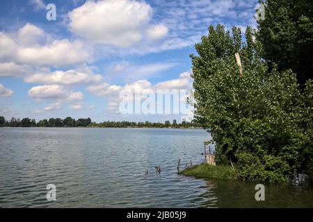 Bosquet au bord du lac avec des nénuphars sur l'eau par une journée ensoleillée Banque D'Images