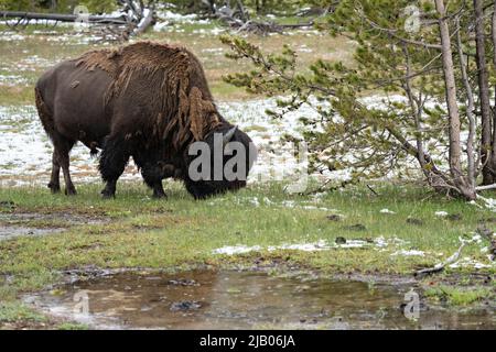 Yellowstone, États-Unis d'Amérique. 30th mai 2022. Yellowstone, États-Unis d'Amérique. 30 mai 2022. Un taureau de bison des États-Unis fourmille dans de l'herbe fraîche au bassin de sable noir dans le parc national de Yellowstone, 30 mai 2022, à Yellowstone, Wyoming. Plus tôt dans la journée, une femme de 25 ans de l'Ohio a été amarrée et jetée dans l'air par un bison près de la même région. Crédit : Richard Ellis/Richard Ellis/Alay Live News Banque D'Images