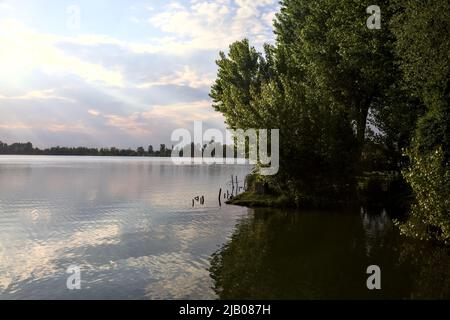 Bosquet au bord du lac avec des nénuphars sur l'eau par une journée ensoleillée Banque D'Images