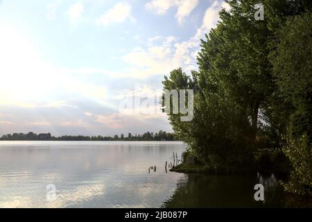 Bosquet au bord du lac avec des nénuphars sur l'eau par une journée ensoleillée Banque D'Images