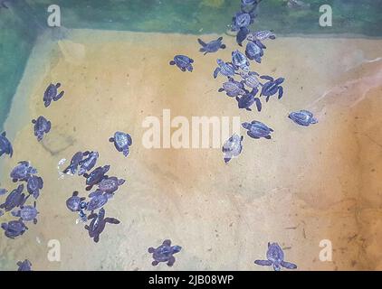 De mignons bébés de tortues noires nagent dans la piscine du Centre de conservation de la station de reproduction des tortues à Bentota Sri Lanka. Banque D'Images