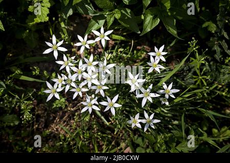 Sauvage ornithogalum par le bord d'une route vue à proximité Banque D'Images