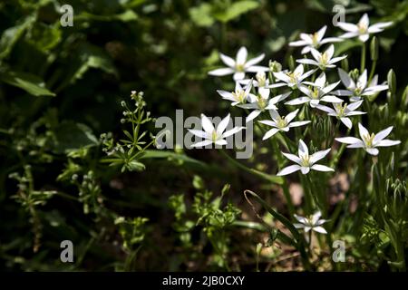 Sauvage ornithogalum par le bord d'une route vue à proximité Banque D'Images